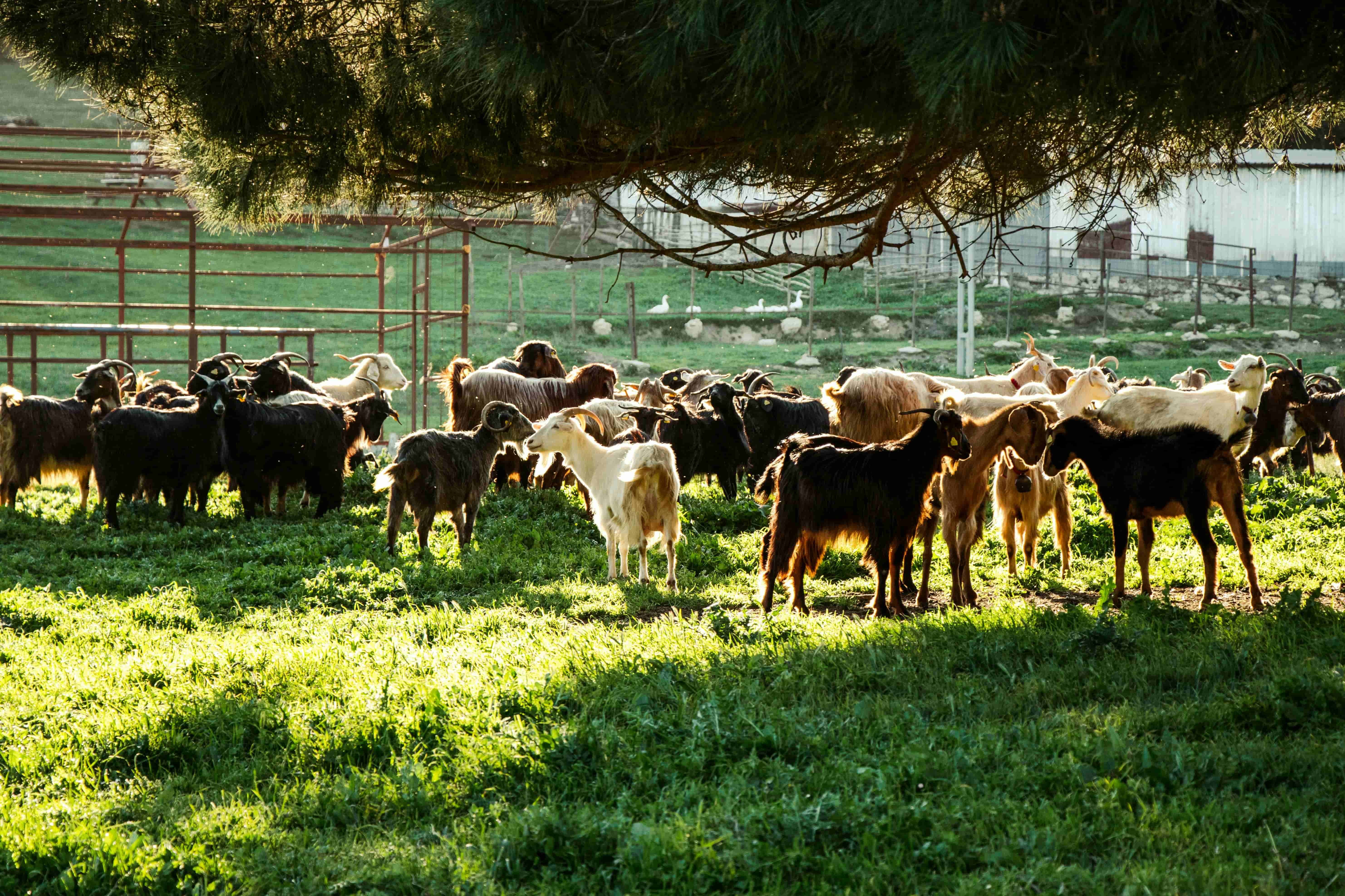 Meat & Livestock